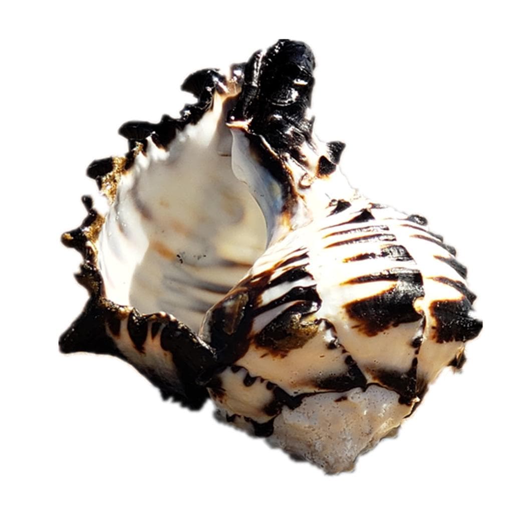 Ocean Conch 3-4 inches Seashells Large Natural Sea Shells for DIY Crafts Aquarium Fish Tank and Shell Collectors