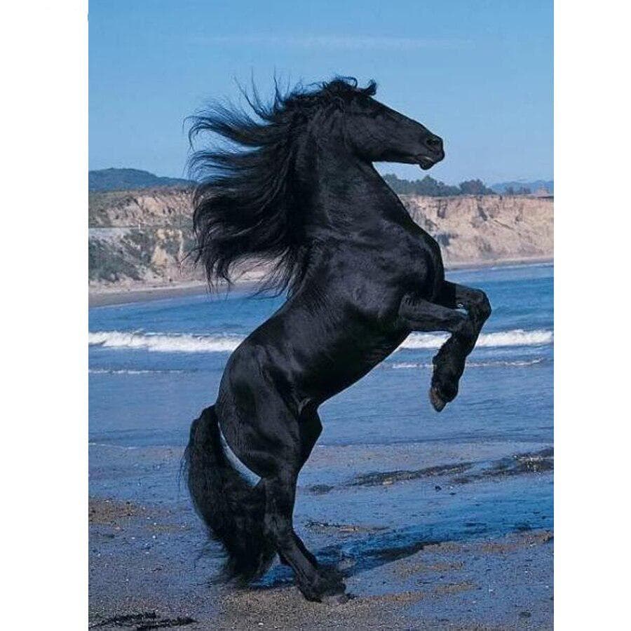 Full Round 5D DIY Diamond Painting Beach Black Horse Embroidery Cross Stitch