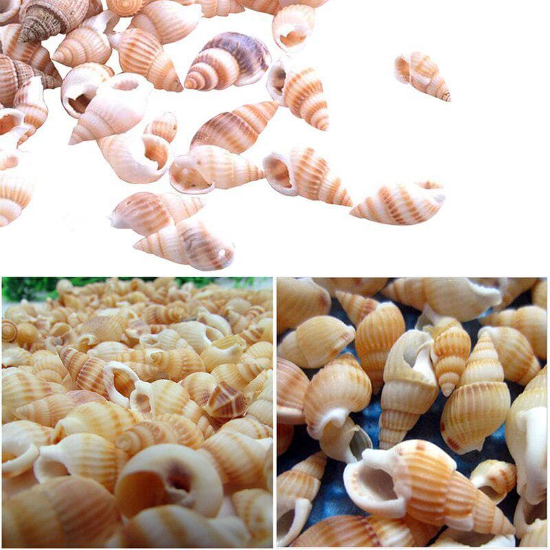 100PCS Natural conch shells Aquarium decoration party festival Home Decor Natural Sea Beach Shell Conch Seashells For DIY Crafts