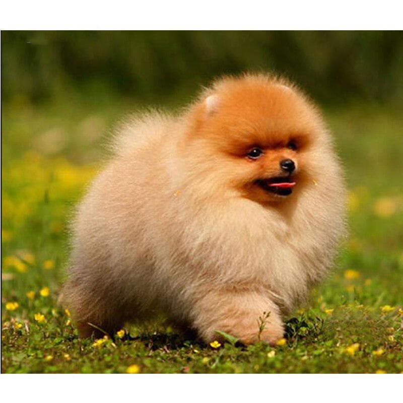 Diy Diamond Painting Cross Stitch Dog Pomeranian Needlework 5d Full Round Mosaic Diamond Embroidery